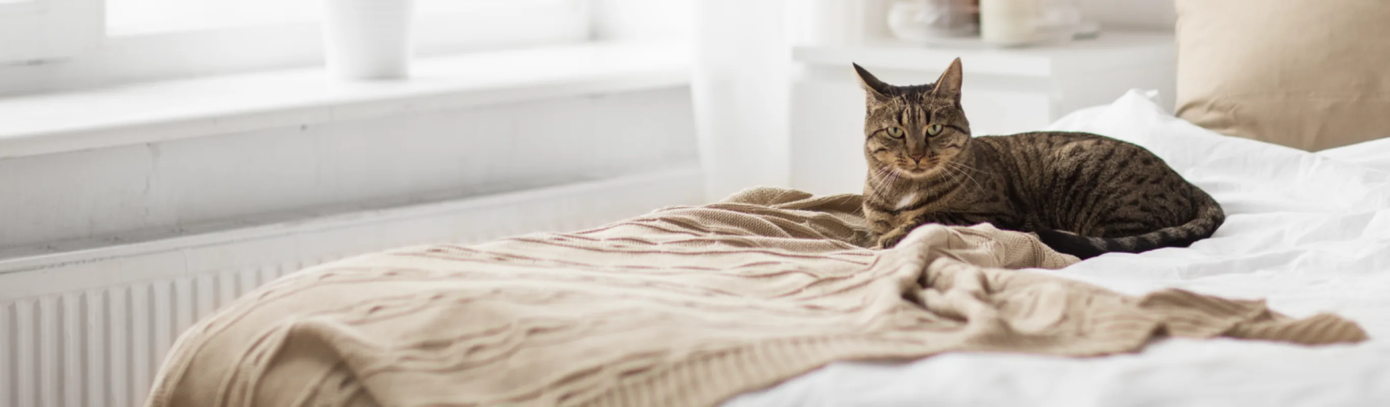 Brown tabby cat laying on a bed