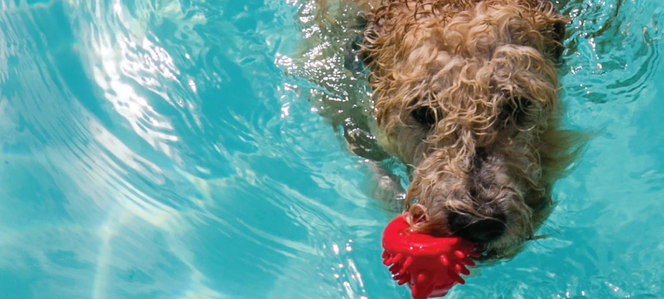 Tan Poodle Swimming in a Pool with a red squeaky toy in their mouth. 