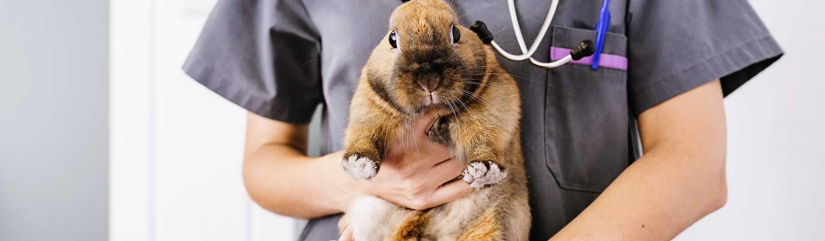 Veterinary staff member holding a rabbit Veterinary staff member holding a rabbit