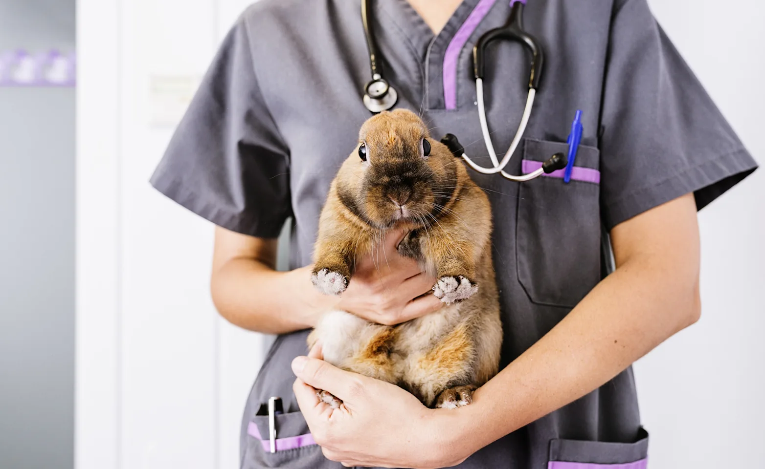 Veterinary staff member holding a rabbit Veterinary staff member holding a rabbit