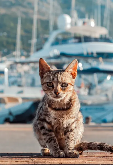 Cat near boats.