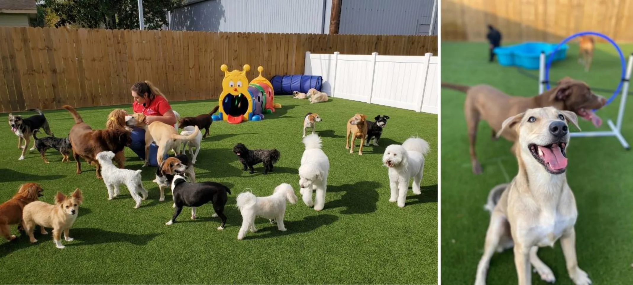 Dog at Lafayette Veterinary Care Clinic's The Playground. Dog at Lafayette Veterinary Care Clinic's The Playground.