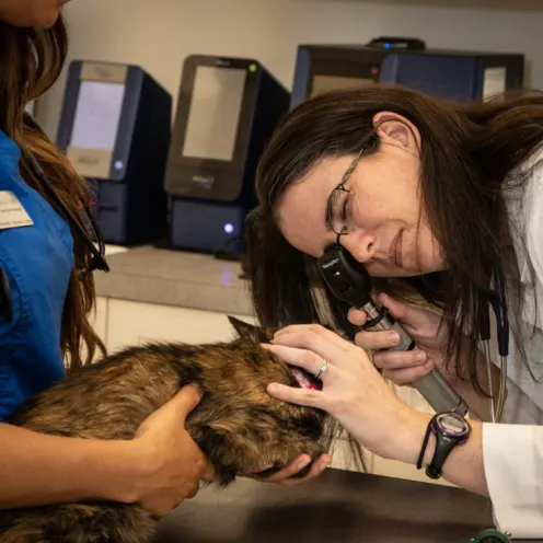 Dr. Sarah McLean with Brown Cat at The Animalife Veterinary Center at Eagle Creek