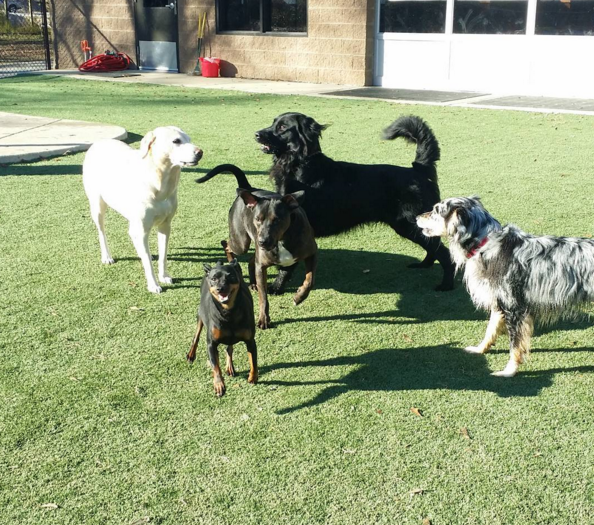 Pack of dogs playing together at dog daycare in the outdoor area