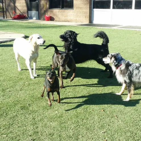 Pack of dogs playing together at dog daycare in the outdoor area