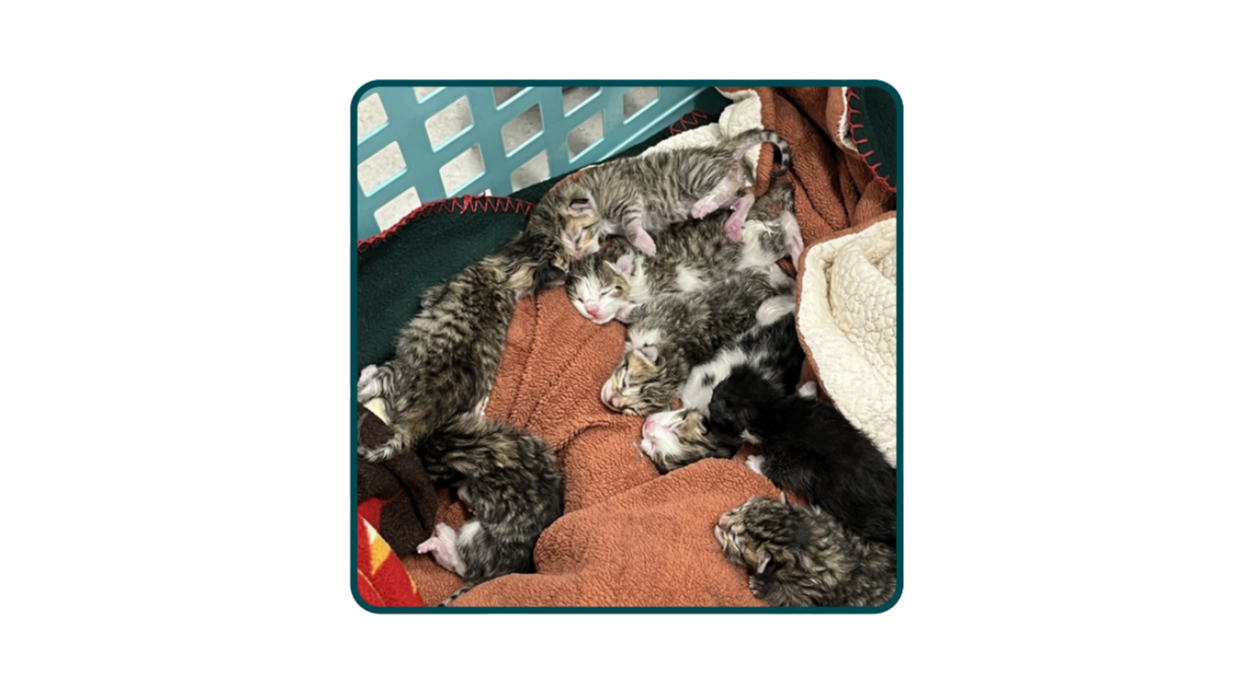 Marigold (Cat) and 9 Kittens