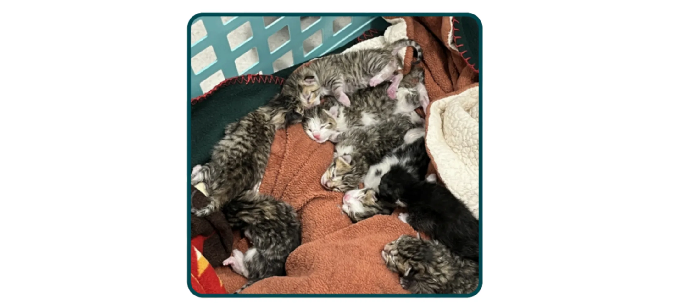 Marigold (Cat) and 9 Kittens Marigold (Cat) and 9 Kittens