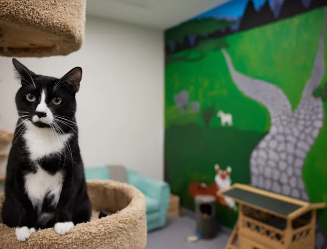 Tuxedo cat sitting in cat condo Tuxedo cat sitting in cat condo