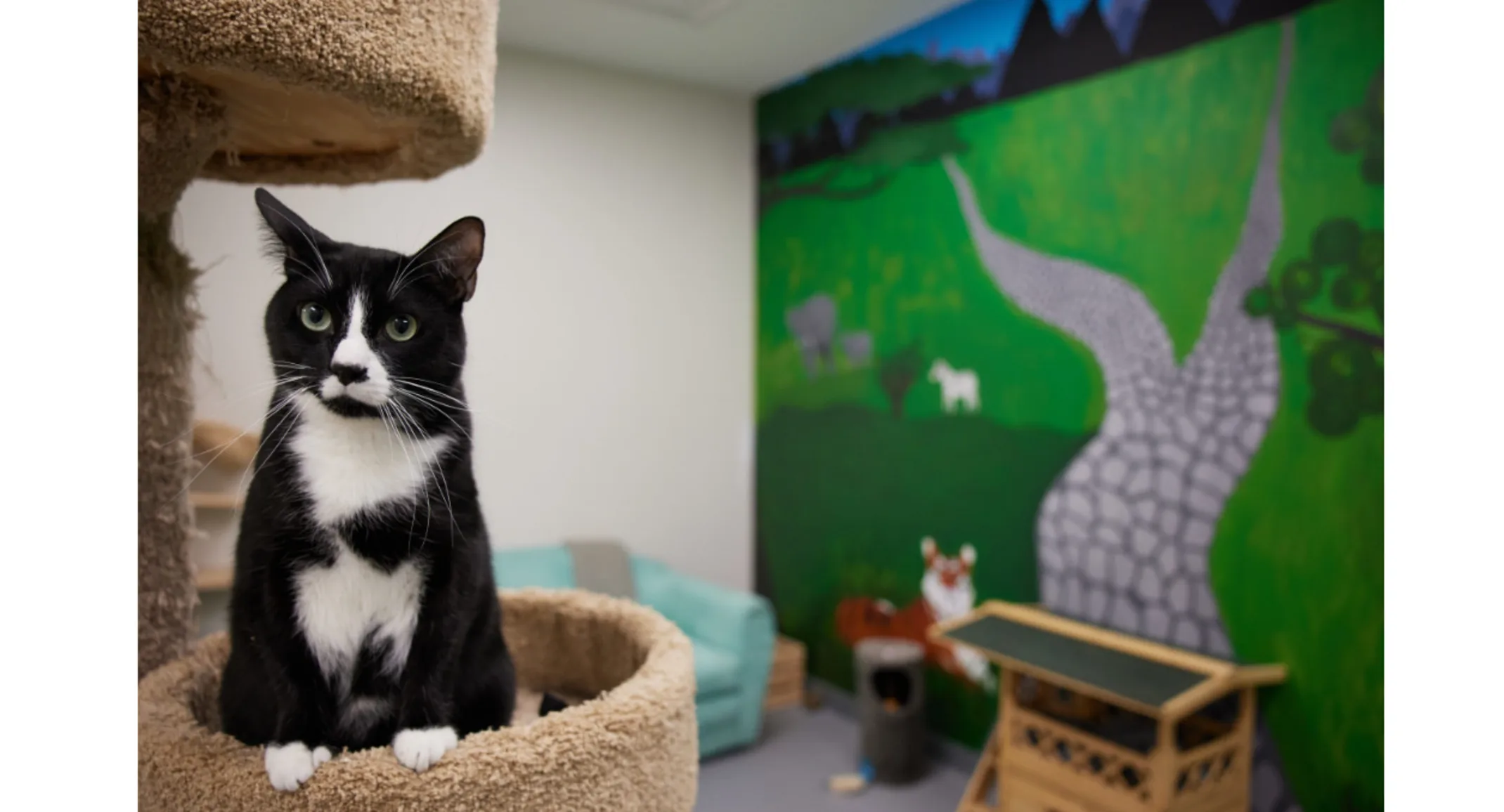 Tuxedo cat sitting in cat condo Tuxedo cat sitting in cat condo