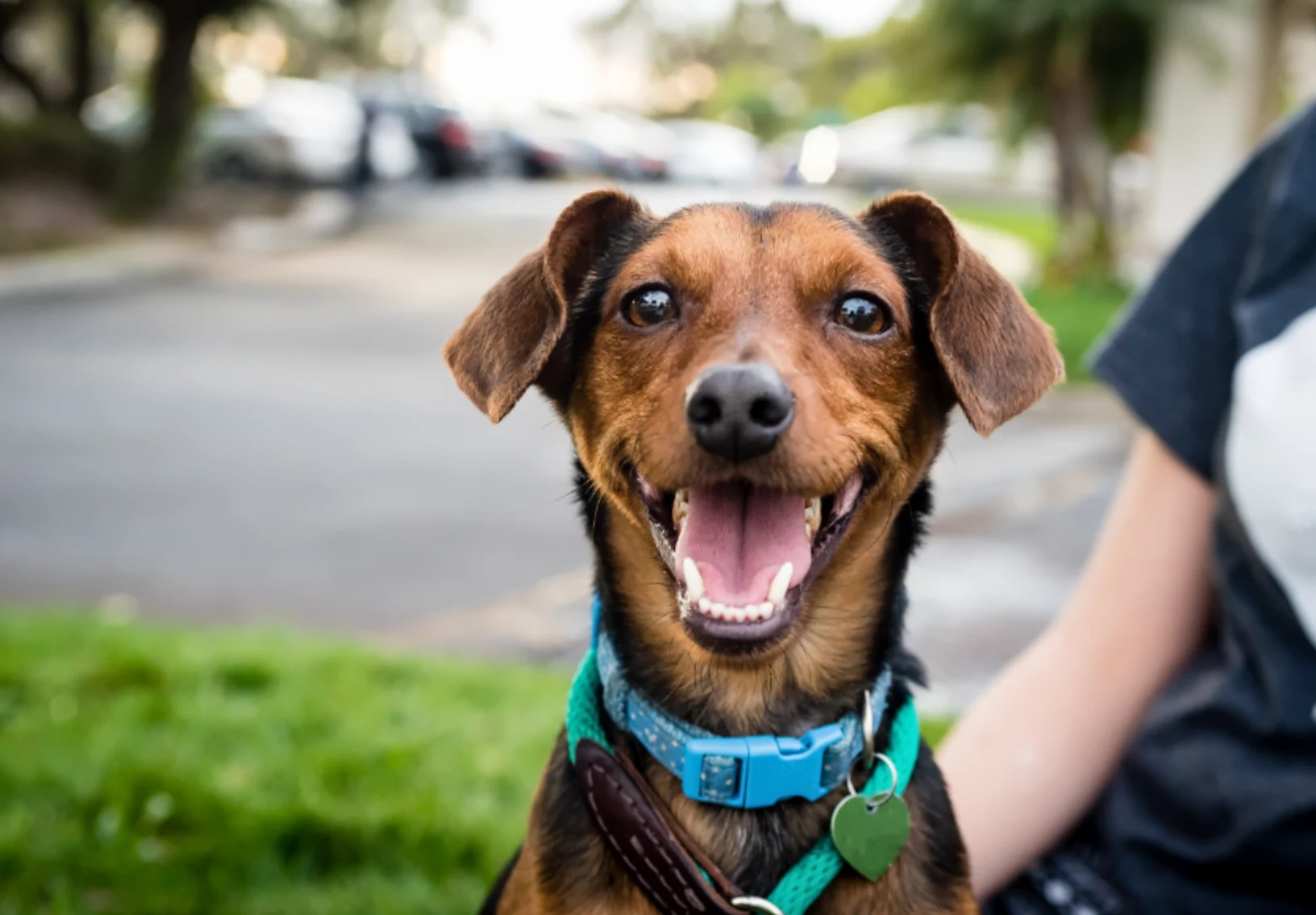 Brown dog with a bleu collar smiling 