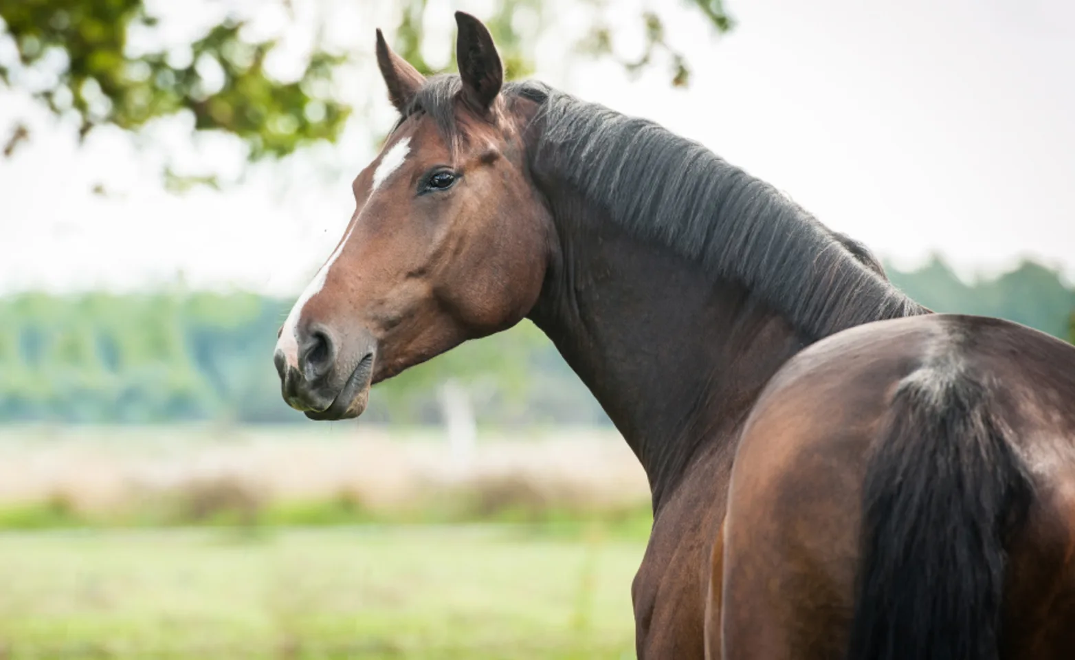 Horse looking over shoulder in field with tree