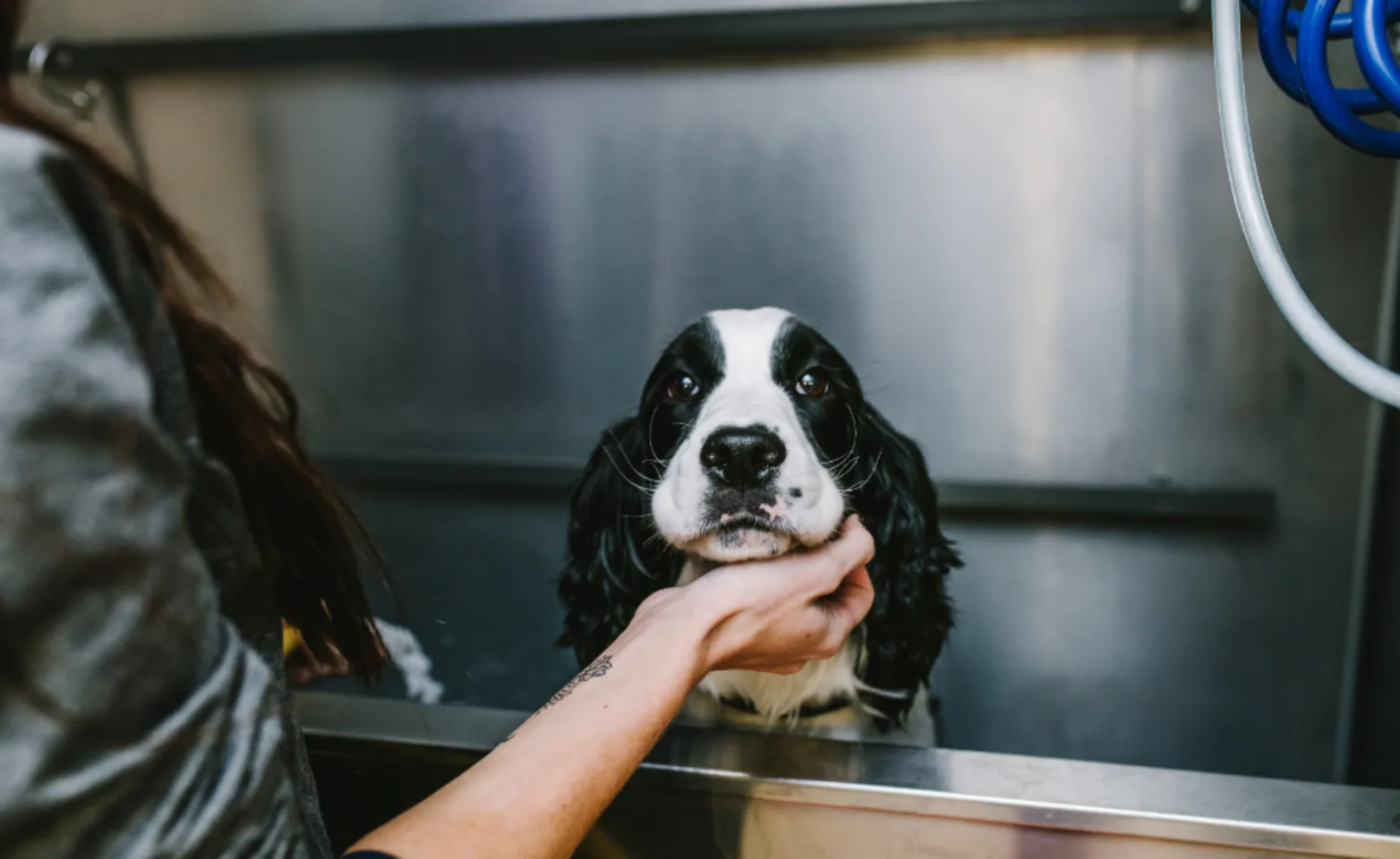 Wet Dog in Silver Tub Looking at Camera Wet Dog in Silver Tub Looking at Camera