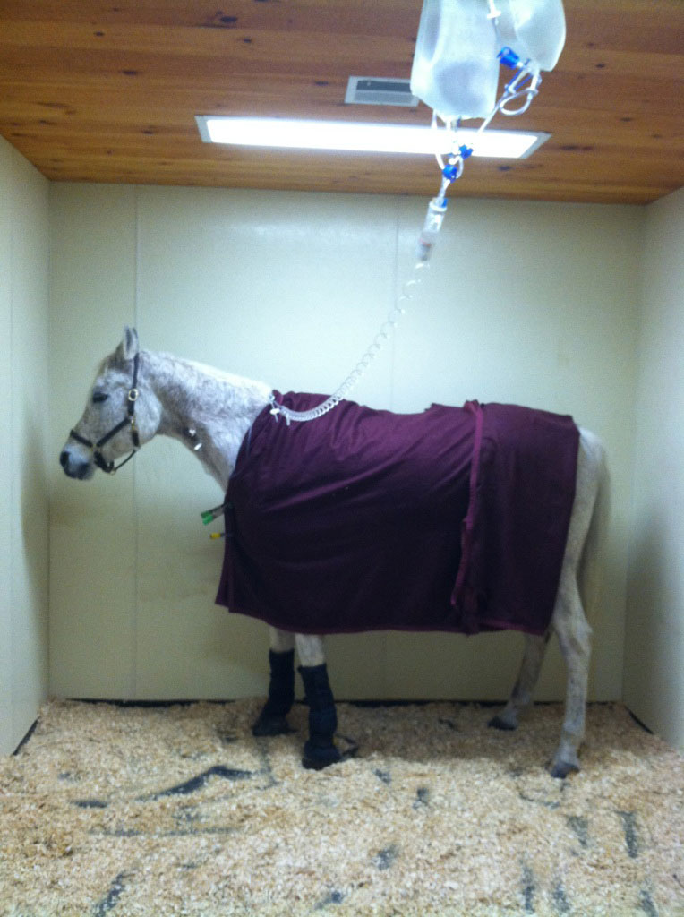 Horse on IV fluids