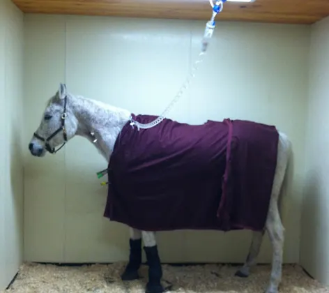 Horse on IV fluids Horse on IV fluids