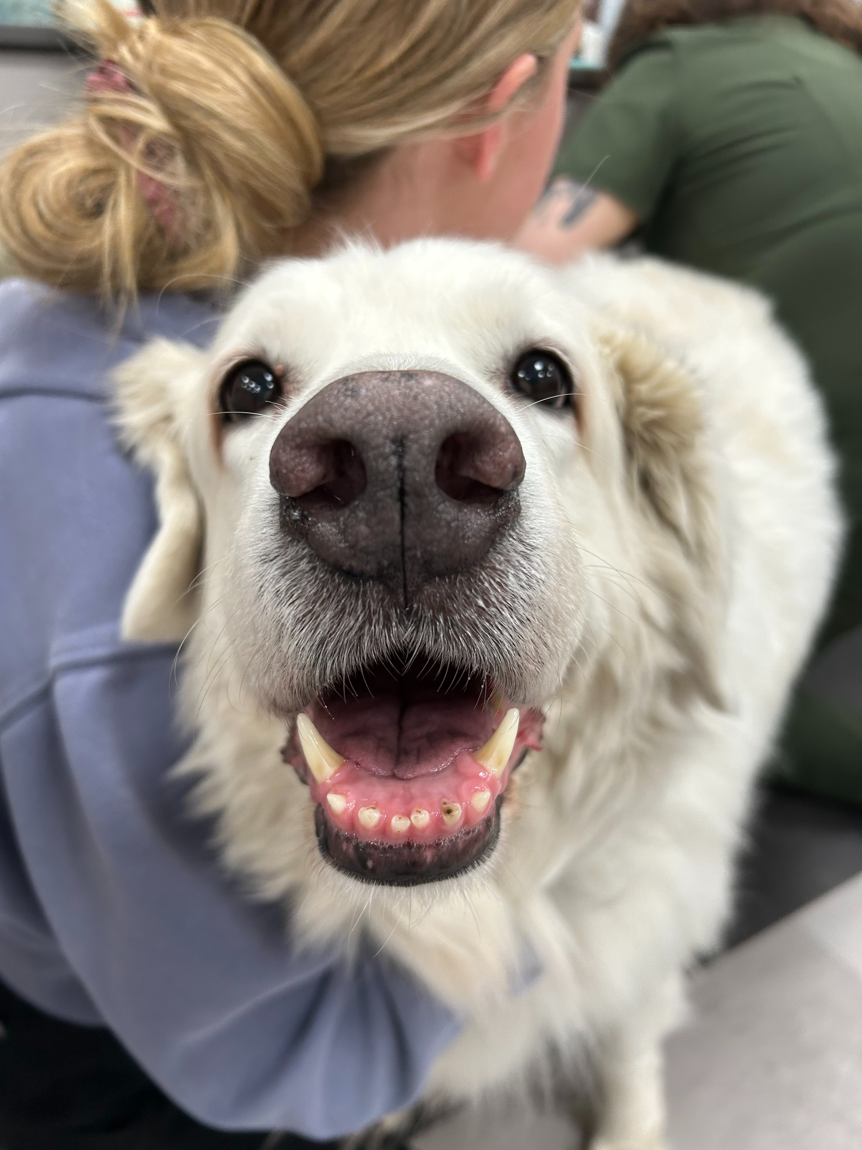 White dog smiling and showing its teeth