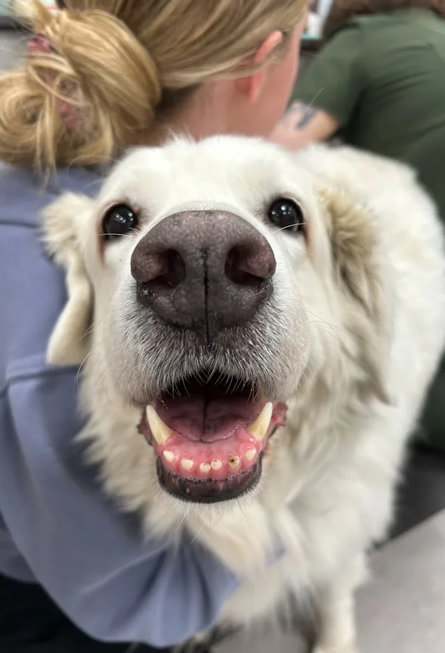 White dog smiling and showing its teeth White dog smiling and showing its teeth