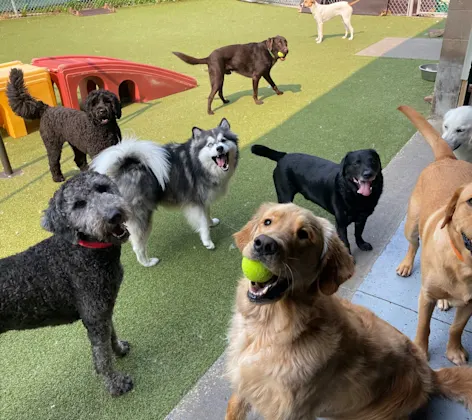 Dogs posing for the camera during day camp. Dogs posing for the camera during day camp.
