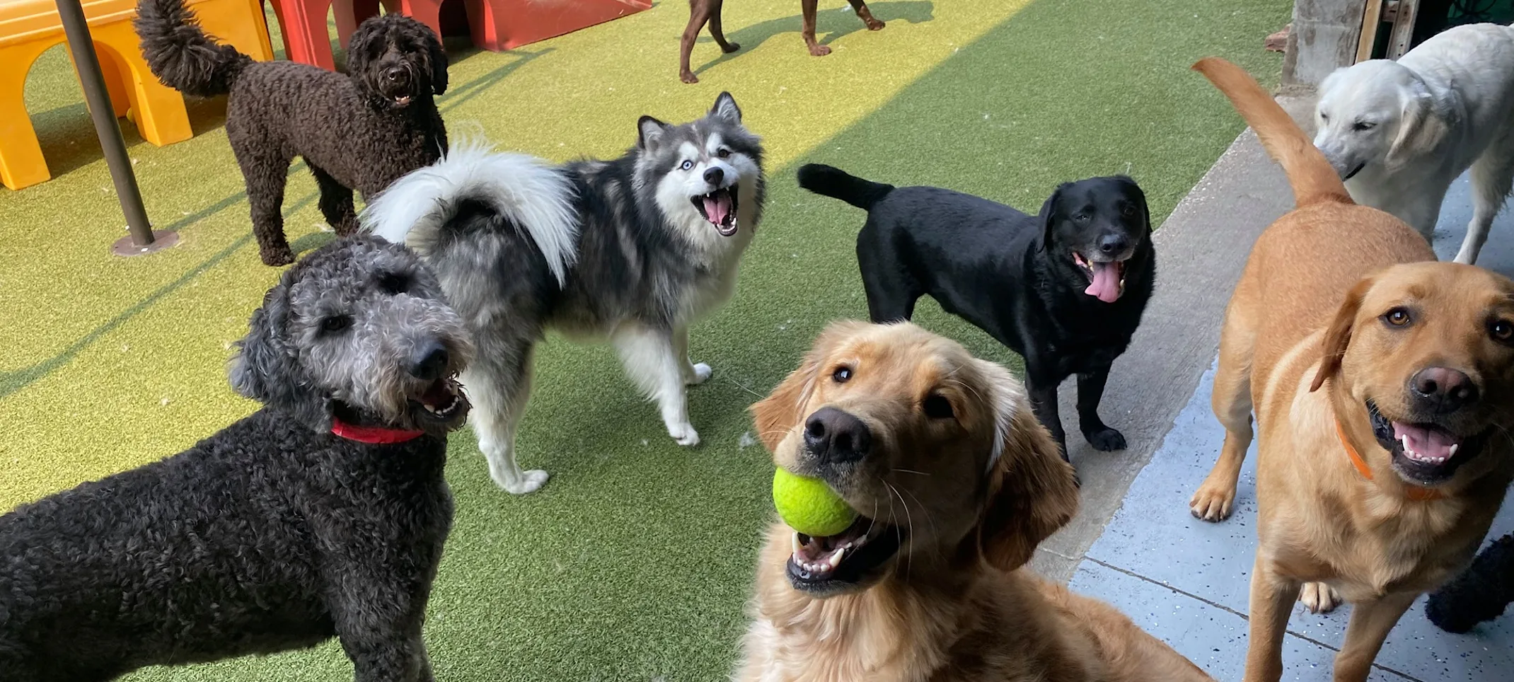 Dogs posing for the camera during day camp. Dogs posing for the camera during day camp.