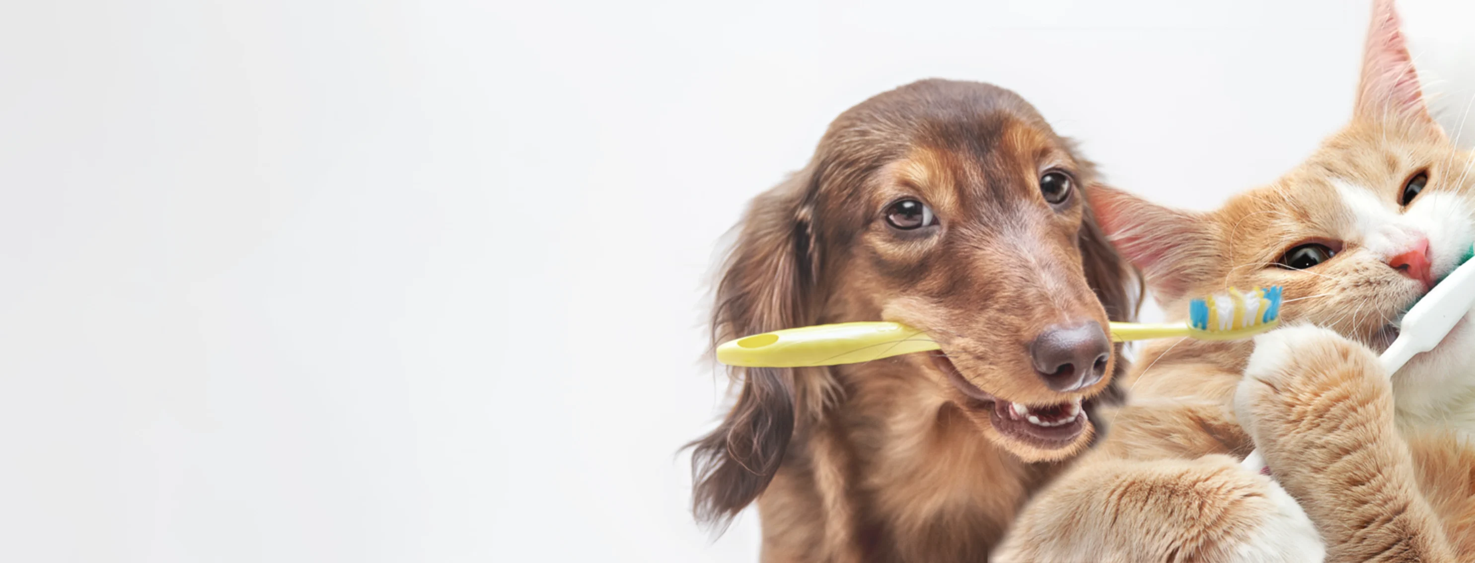 Small dog with yellow toothbrush in mouth Small dog with yellow toothbrush in mouth