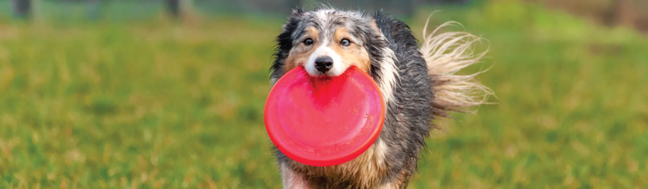 DOG WITH FRISBEE