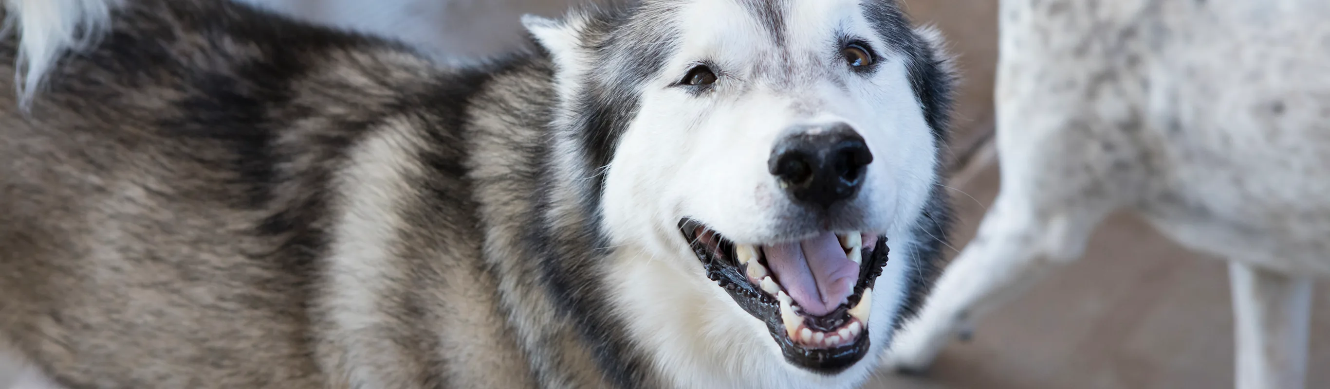 Smiling husky Smiling husky