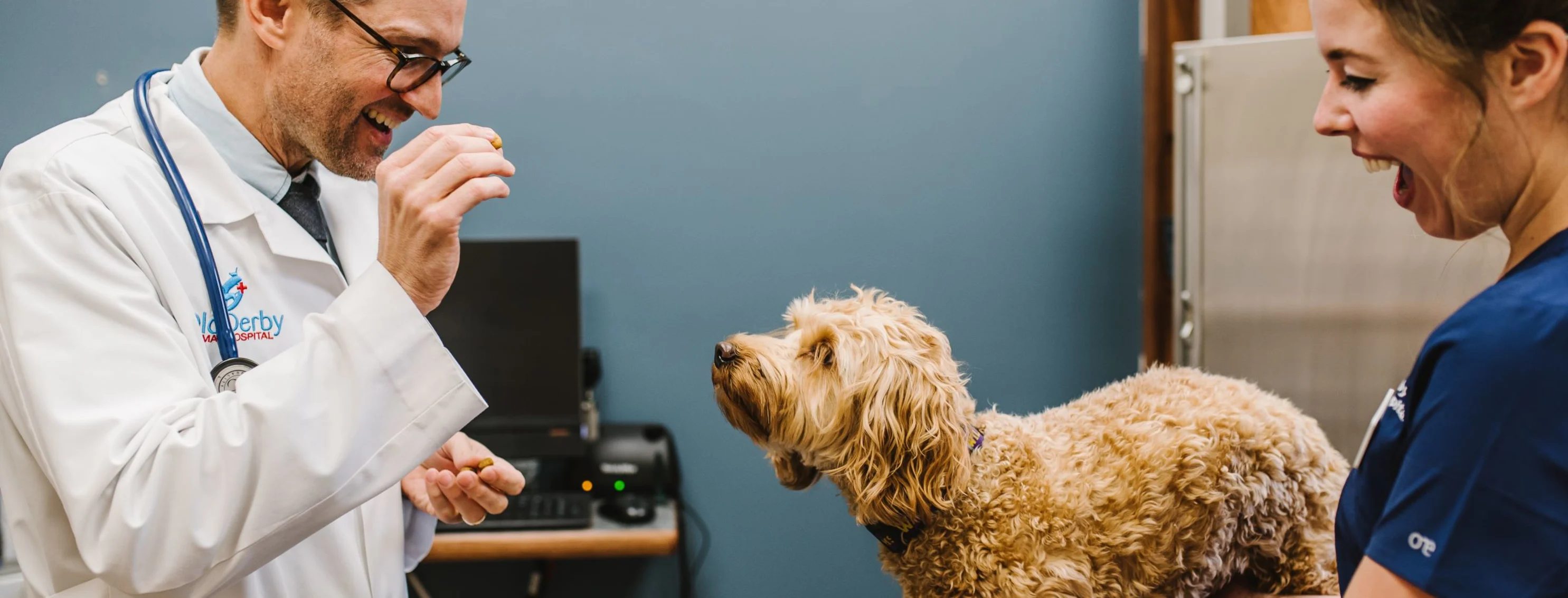 Veterinarian giving dog treats while tech assists during exam