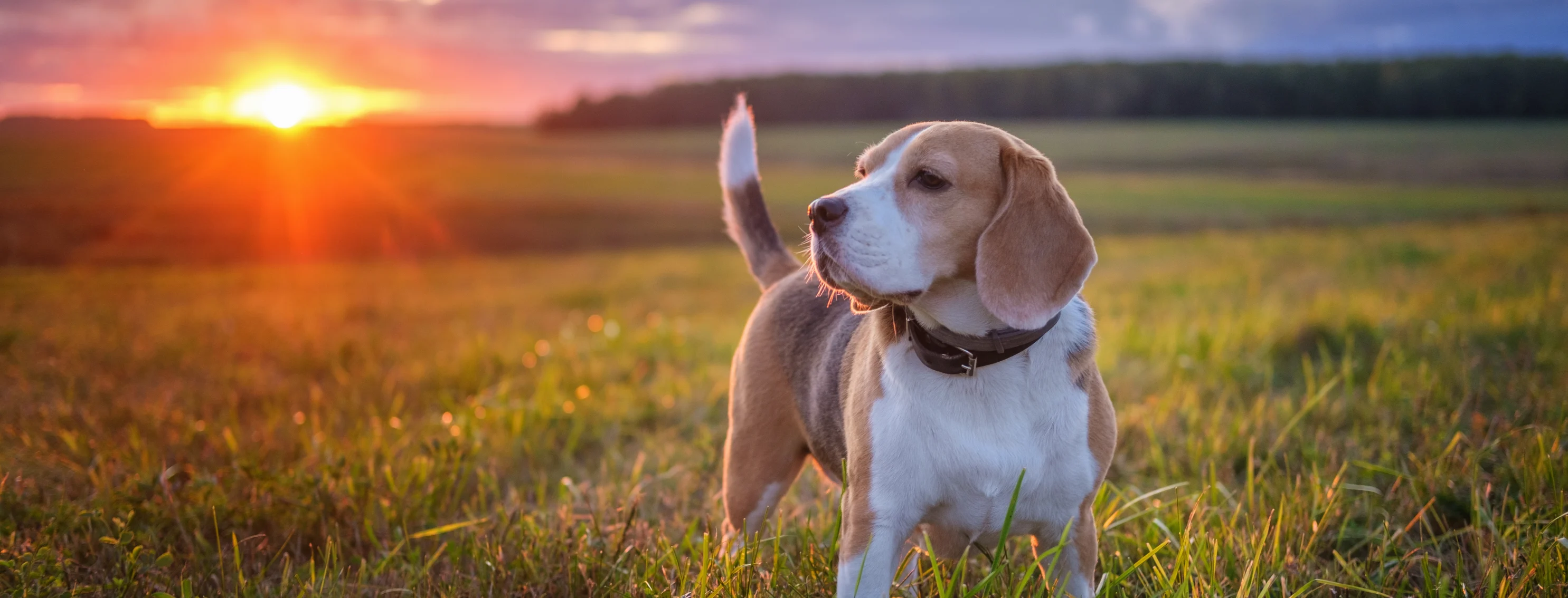 dog standing in a field with sunset in background