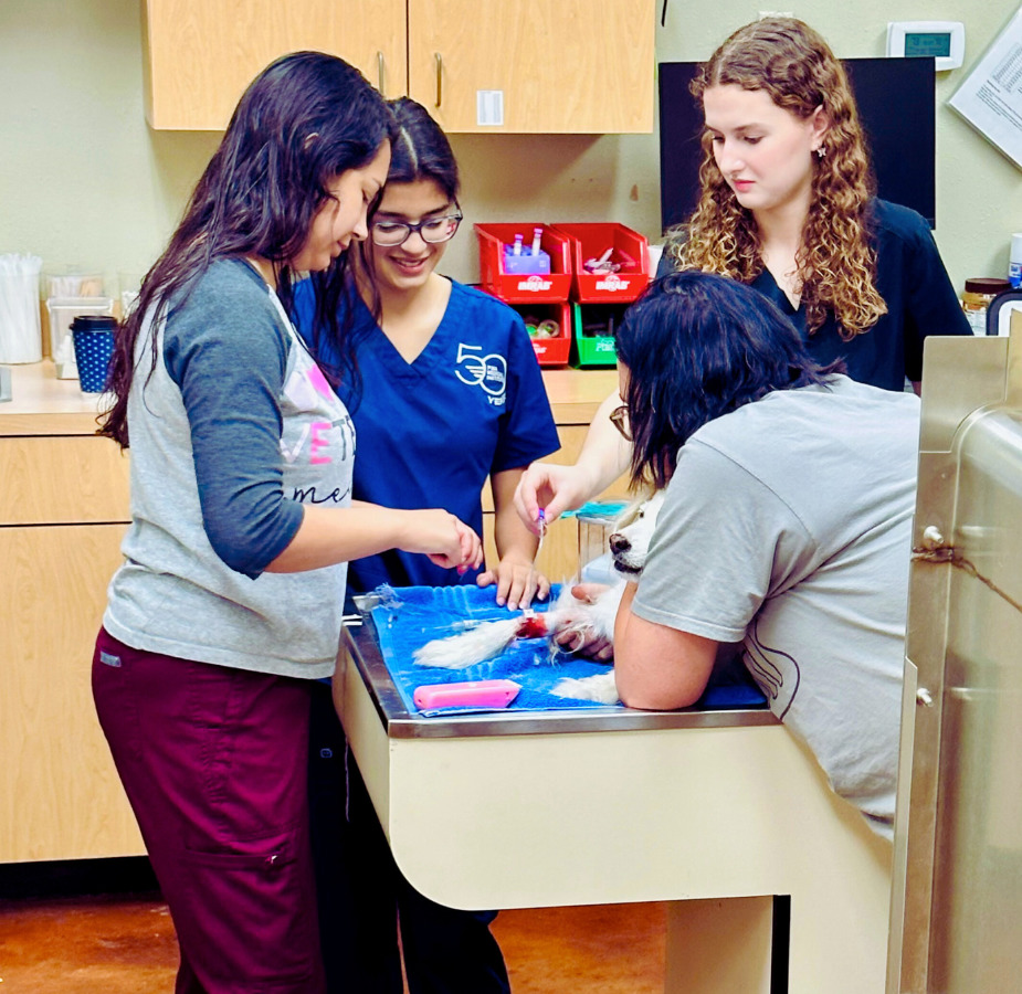 Four Staff Members Healing a White Dog
