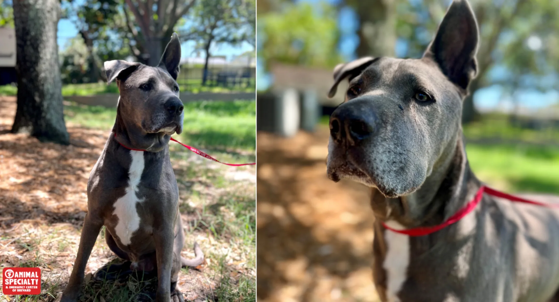 Grey, an 8-year-old Great Dane Mix Grey, an 8-year-old Great Dane Mix