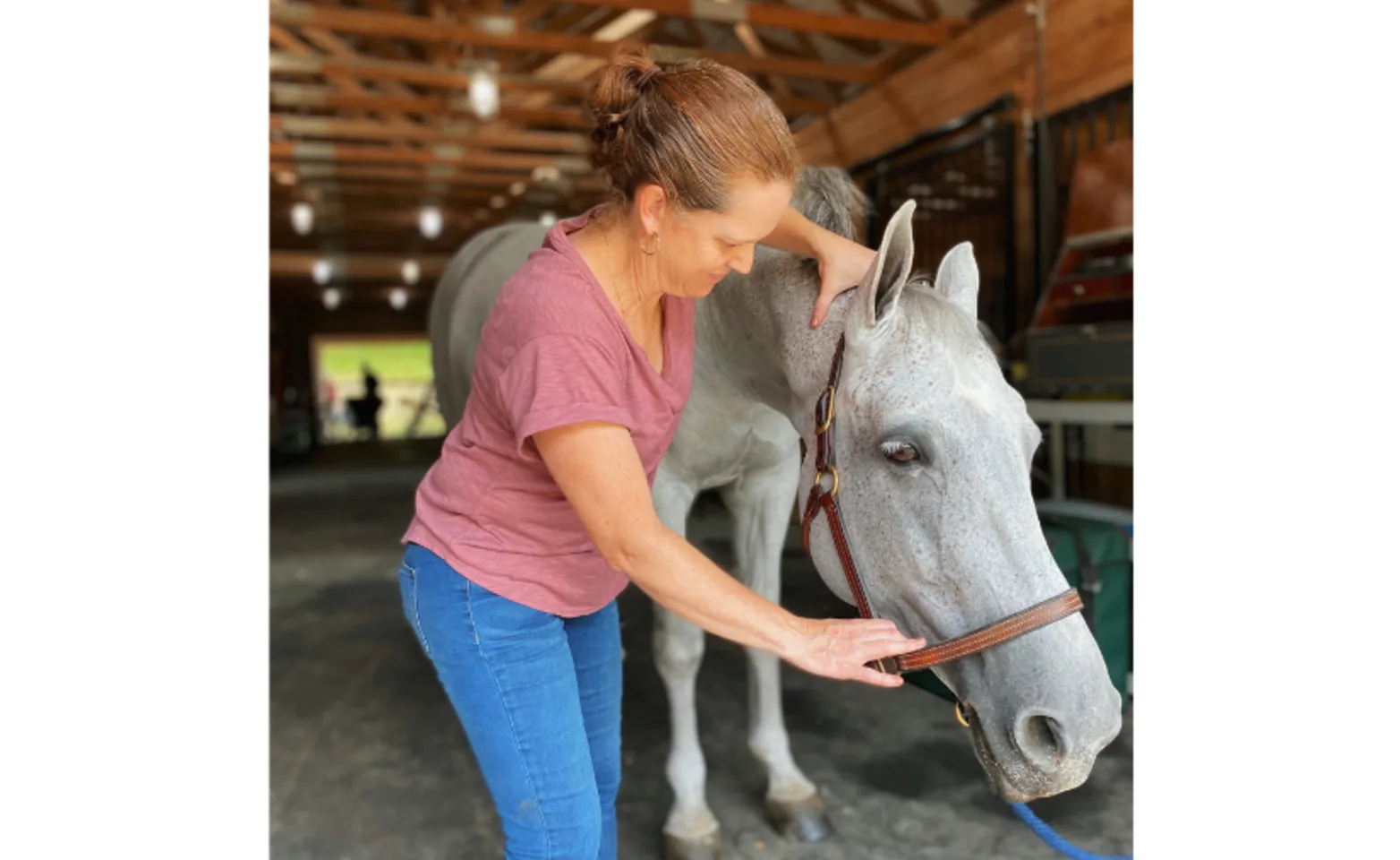 Staff member working with a gray horse. Staff member working with a gray horse.