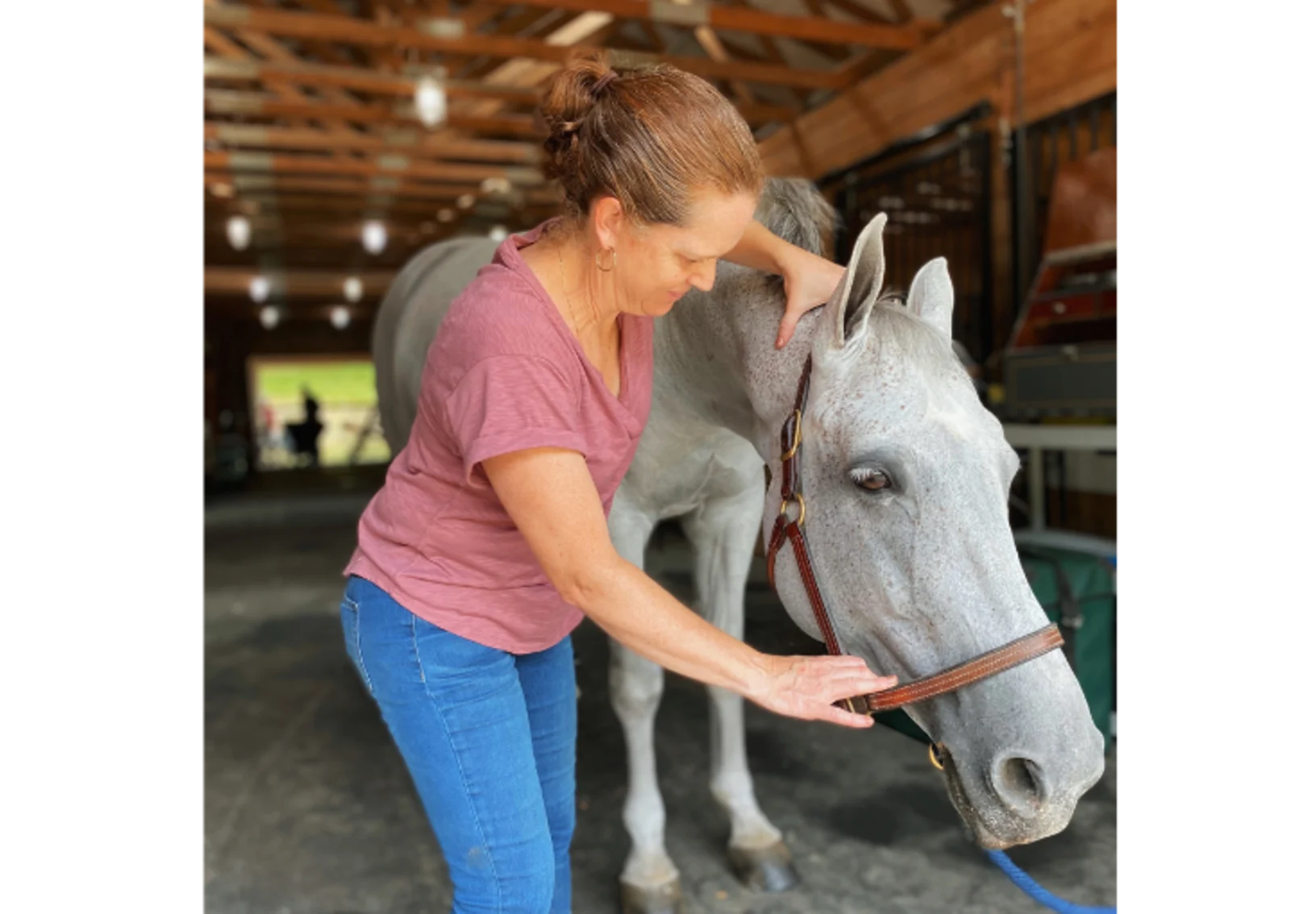 Staff member working with a gray horse. Staff member working with a gray horse.