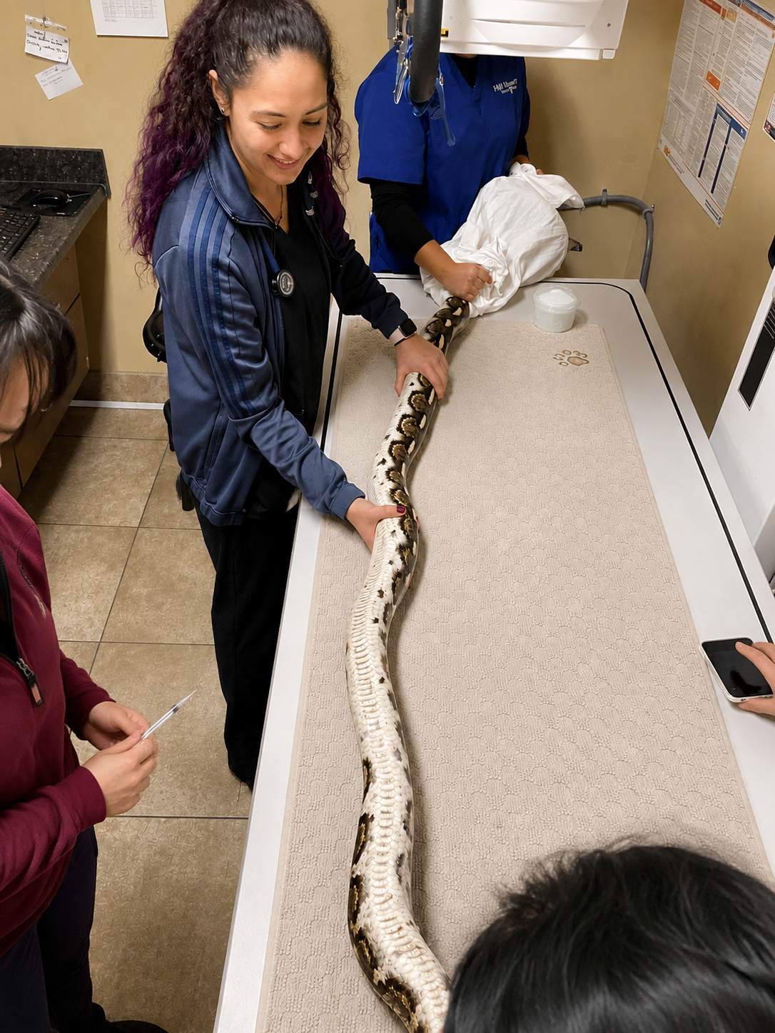 Staff member holding a snake on an exam table.