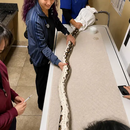 Staff member holding a snake on an exam table. Staff member holding a snake on an exam table.