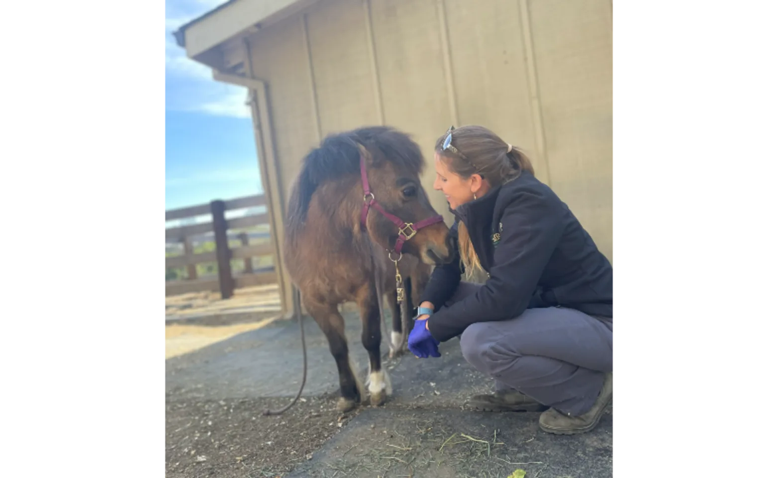 Woman Kneeing Next to a Miniature Horse Woman Kneeing Next to a Miniature Horse