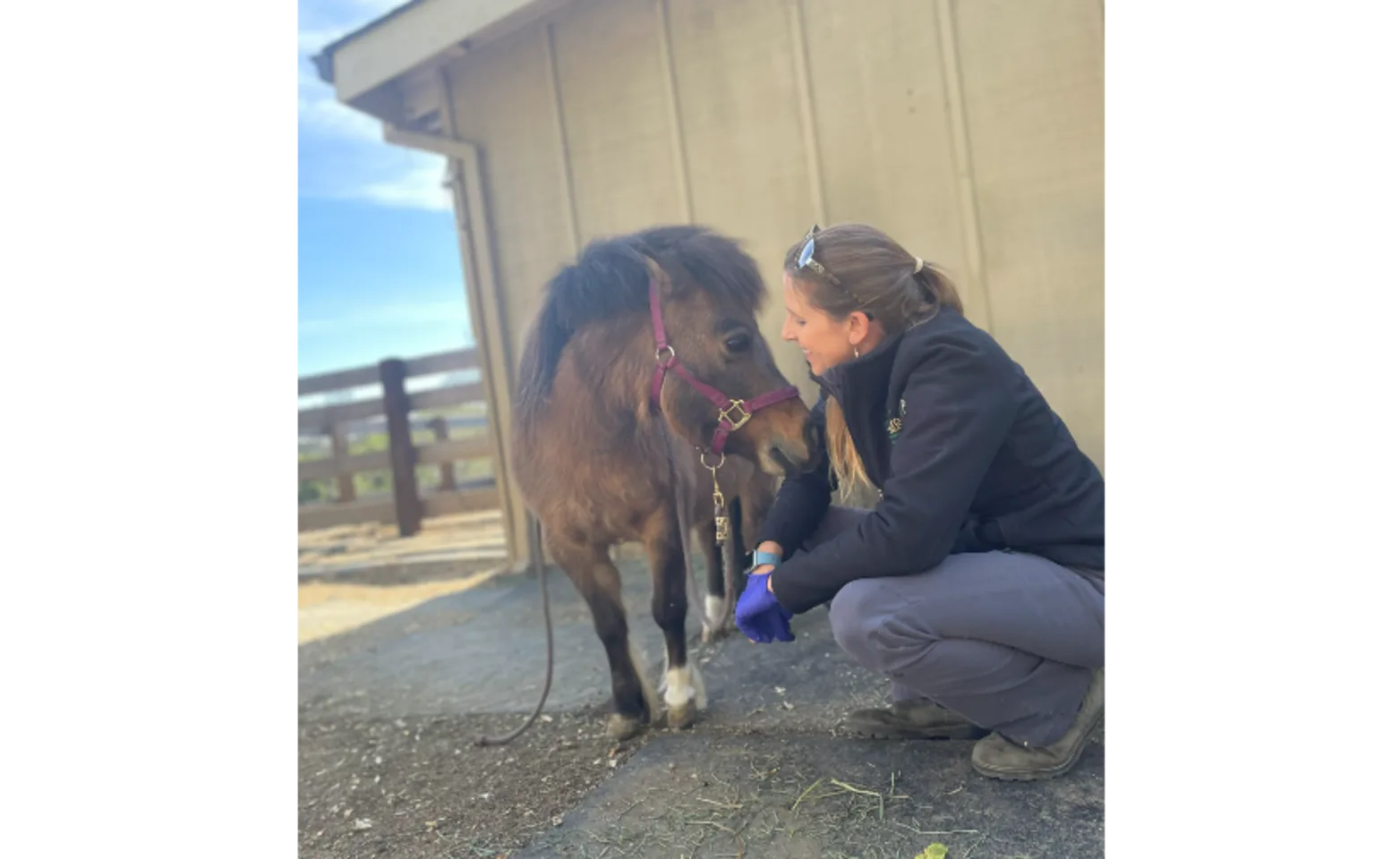 Woman Kneeing Next to a Miniature Horse
