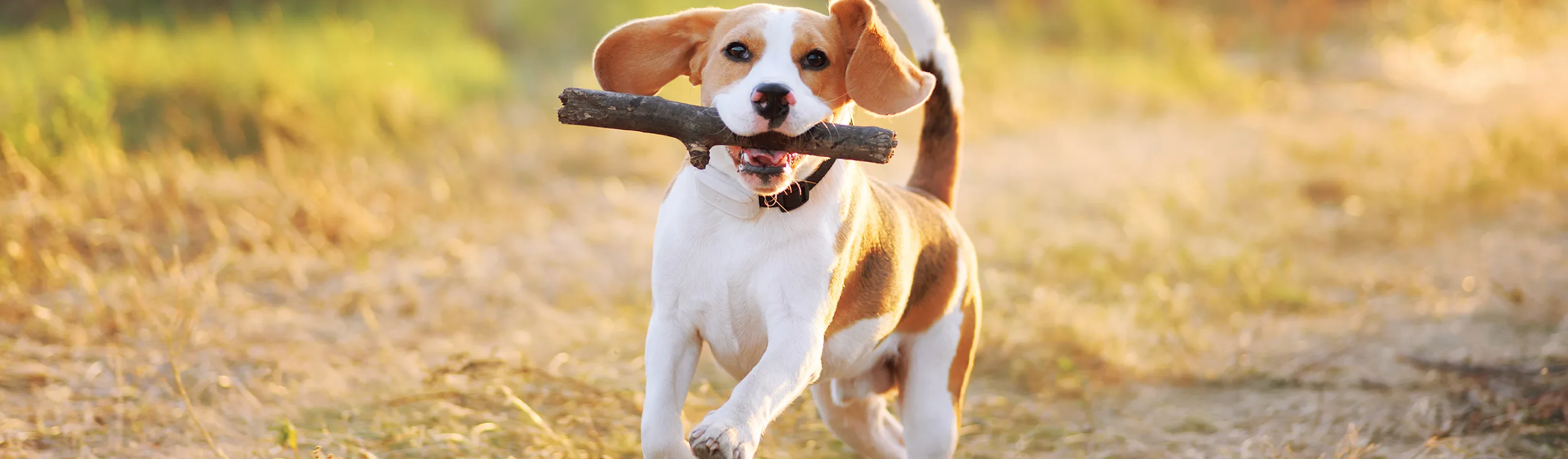 A dog running in a field with a stick in its mouth A dog running in a field with a stick in its mouth