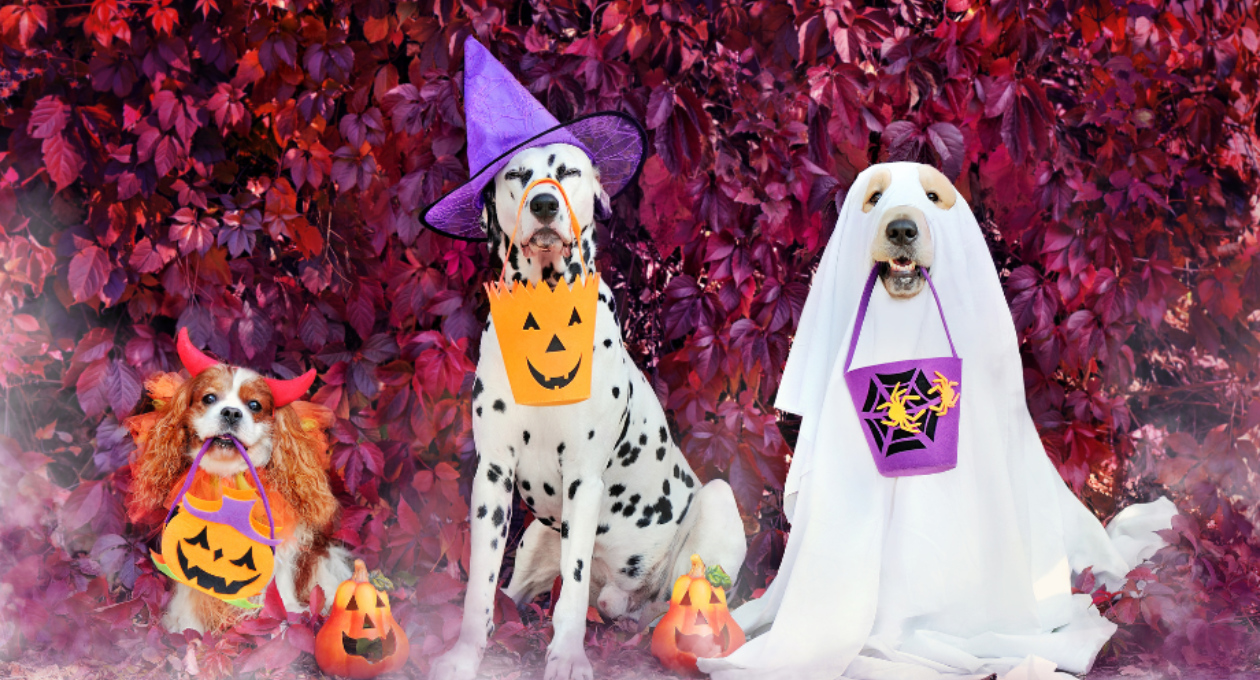 Three Dogs in Costumes with Candy Baskets