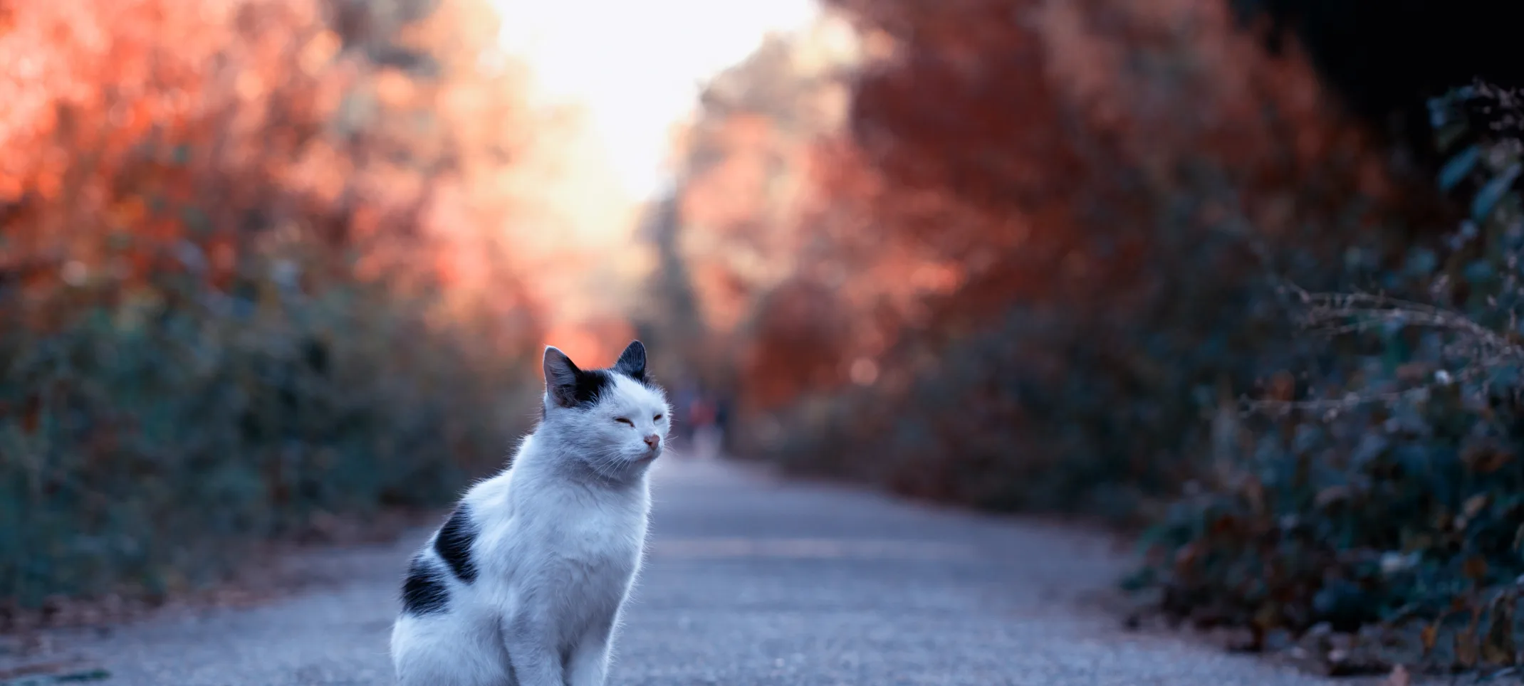 Cat sitting in the middle of a road in nature 