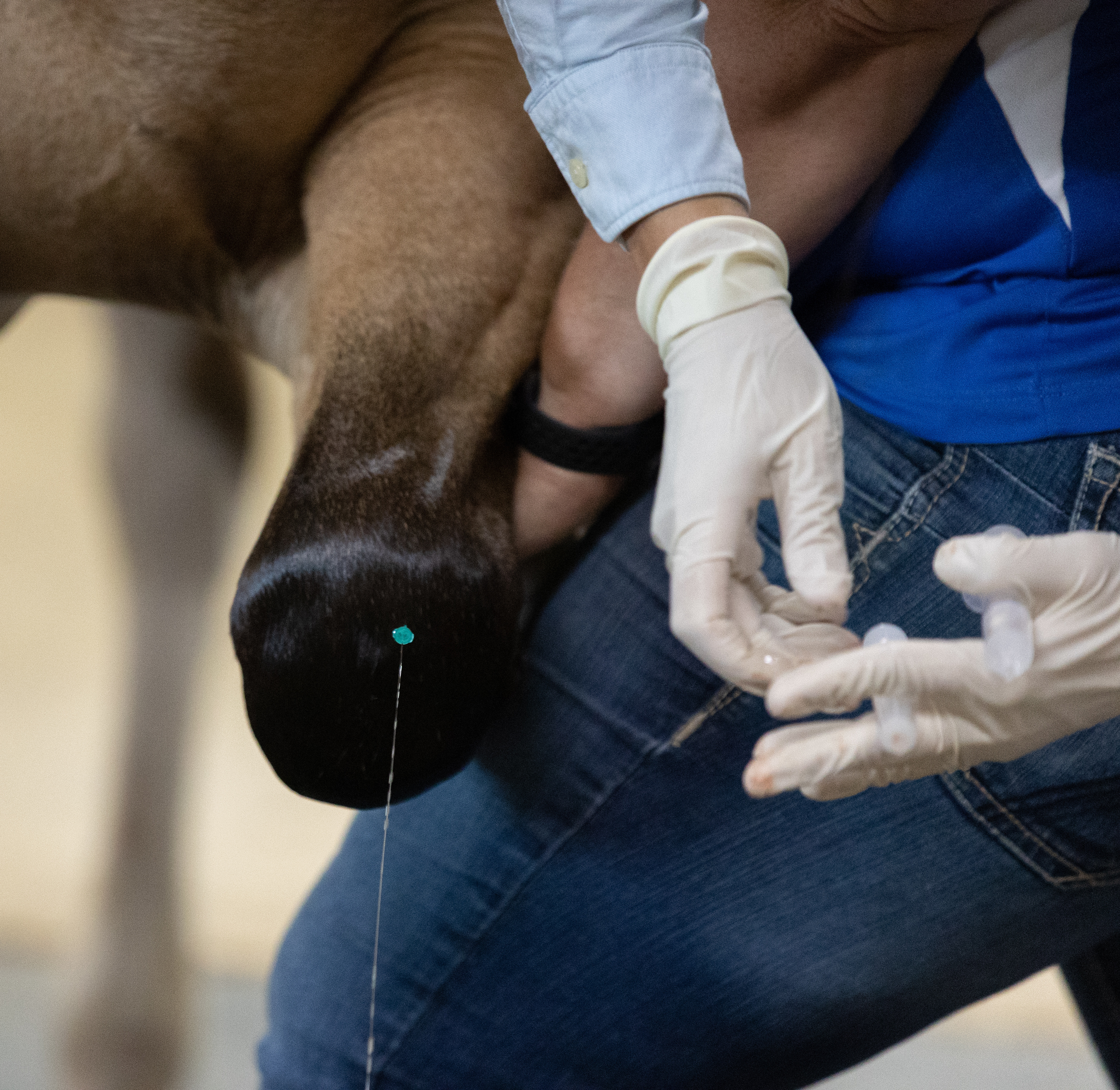 Horse receiving therapy 