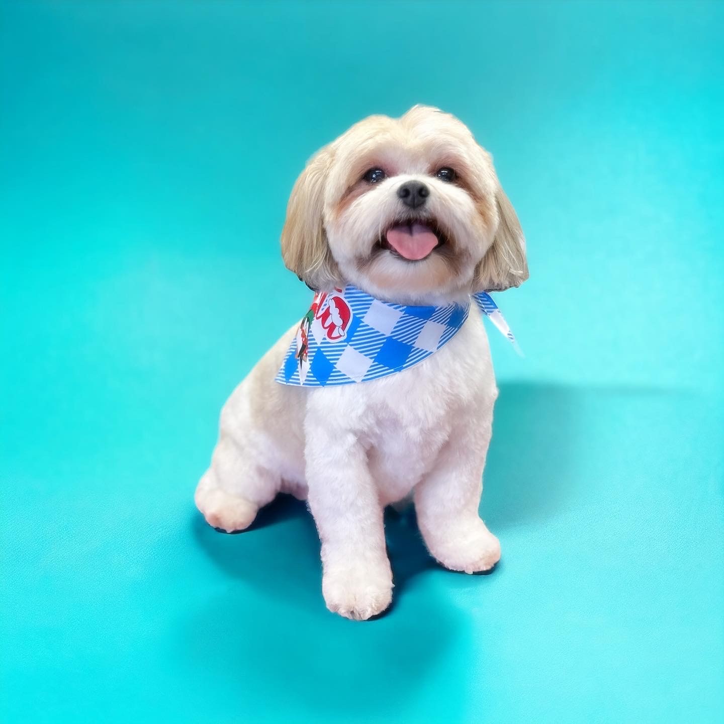 Groomed Shih tzu.