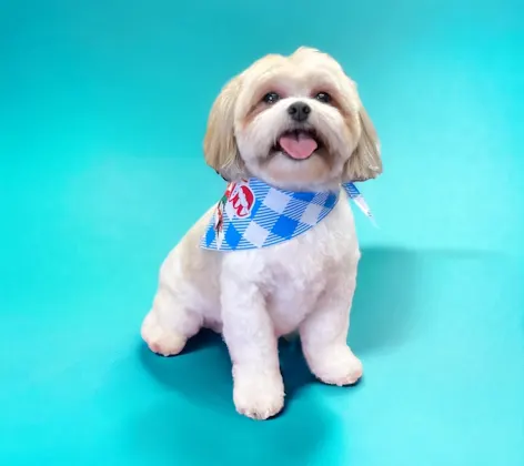 Groomed Shih tzu. Groomed Shih tzu.