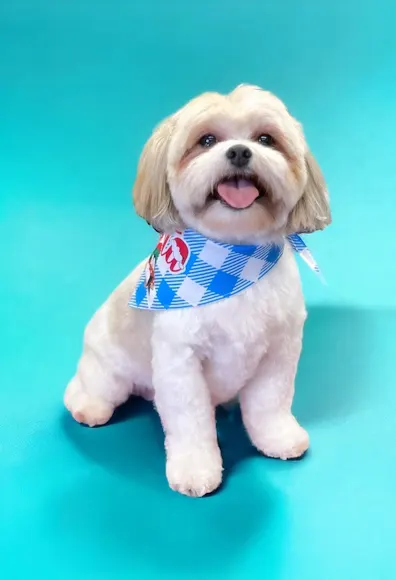 Groomed Shih tzu. Groomed Shih tzu.