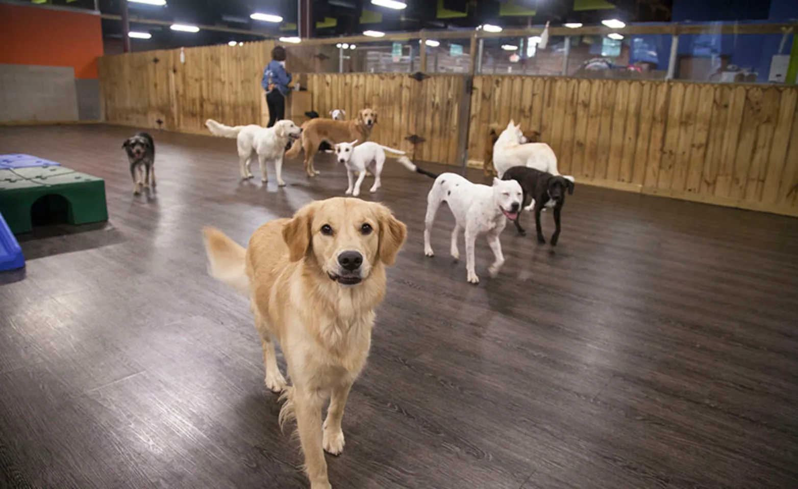 Group of dogs at Doguroo Group of dogs at Doguroo