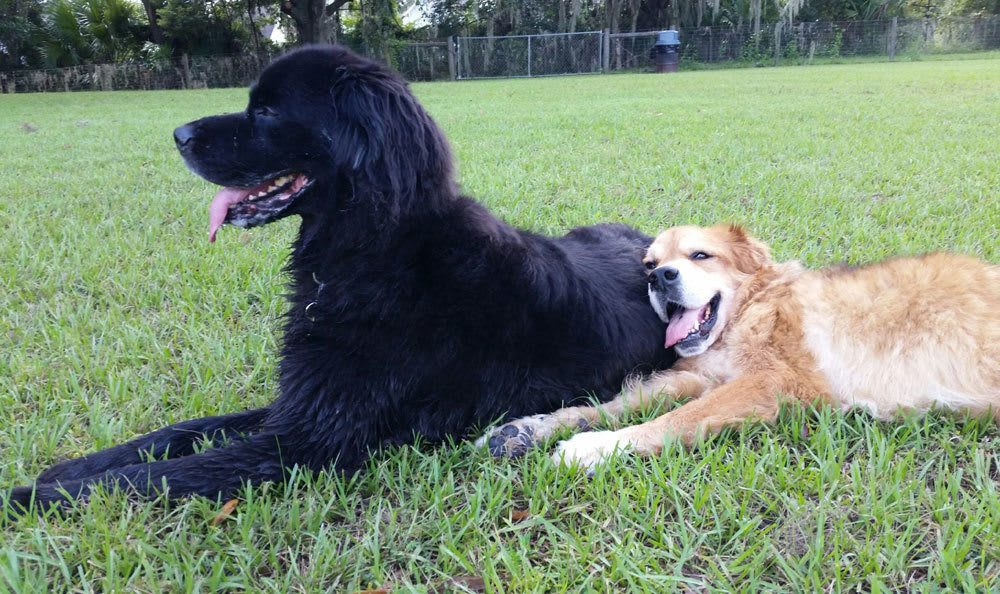 One big black dog and a big tan dog laying in the grass with their tongues out.