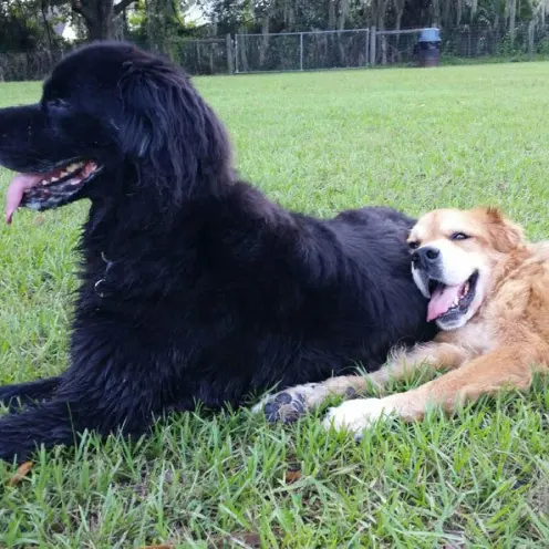 One big black dog and a big tan dog laying in the grass with their tongues out.