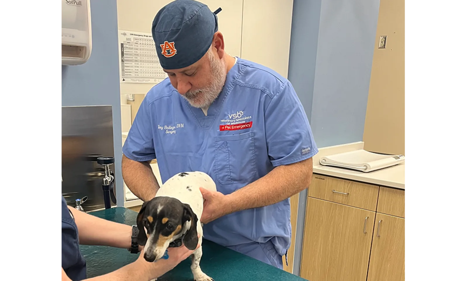 A doctor assisting a small dog A doctor assisting a small dog