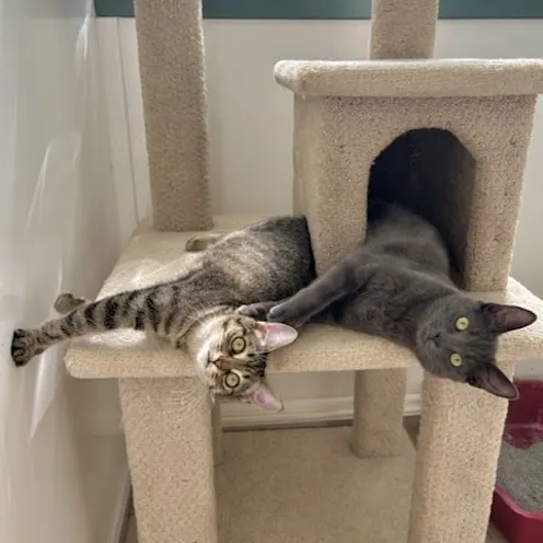 Two black cats in a cat tree Two black cats in a cat tree