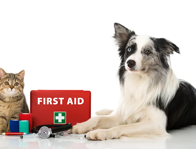 cat and dog sitting next to first aid kit