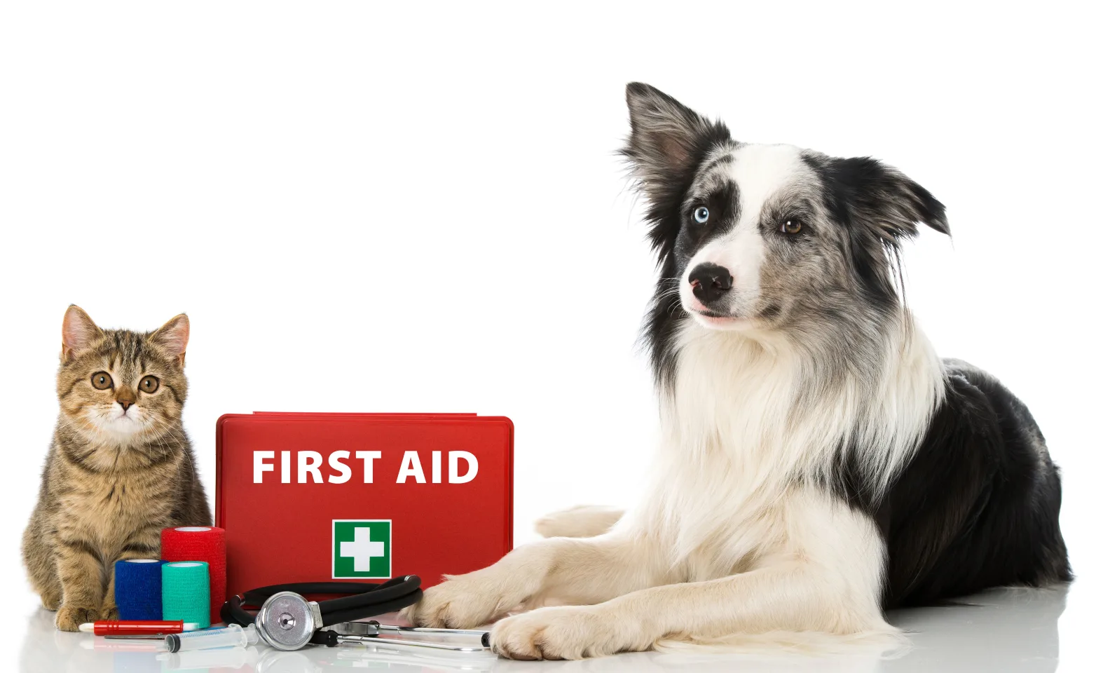 cat and dog sitting next to first aid kit