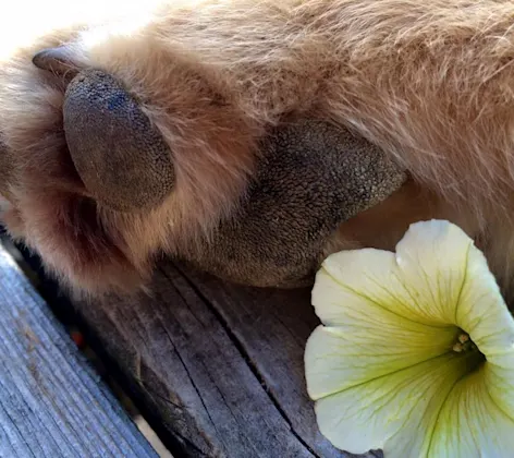 dog's paw next to a flower dog's paw next to a flower